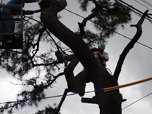 写真の説明を入れます